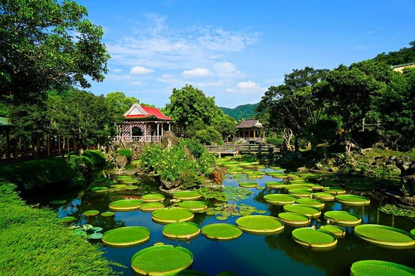 ▲双溪大王莲花。（图／台北市观光传播局台北旅游网提供，高赞贤摄）