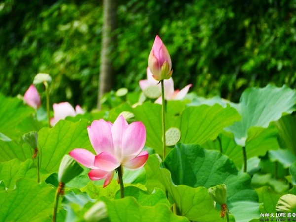 ▲森林蜂味亲子露营地（图／何师父提供）