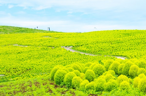 暑假游日本。（图／五福旅游）
