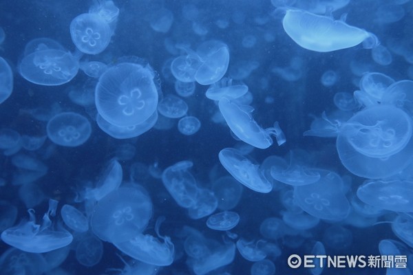 ▲加茂水族馆。(图/记者于佳云摄)