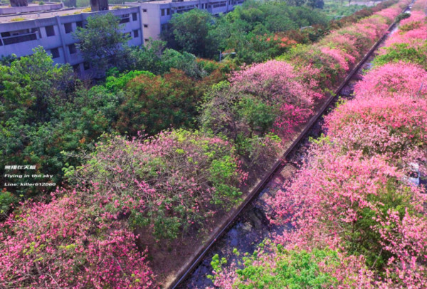 ▲云林虎尾美人树。(图/摄影师《飞翔在天际》提供,请勿随意翻拍,以免侵权。)