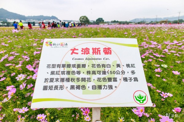 ▲新社花海。(图/好景点提供)