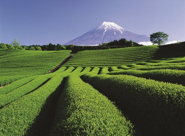 ▲富士静冈。（图／七逗旅游网提供）