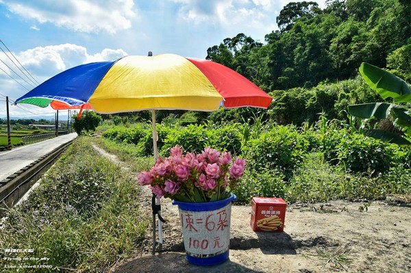 ▲台中外埔姜荷花海。(图/摄影师《飞翔在天际》授权提供)