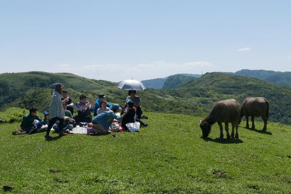 不止登高望海 还能与牛牛野餐