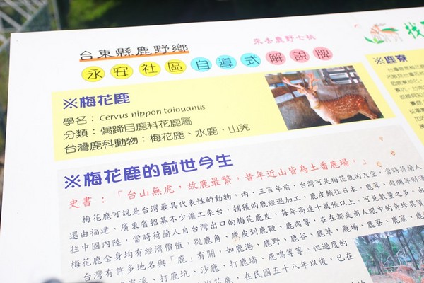 ▲桃园武陵绿色隧道。（图／Mimi韩提供）