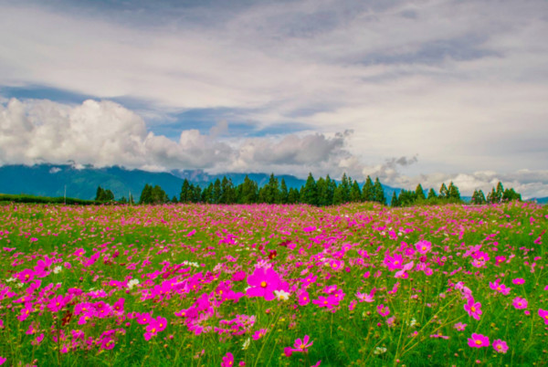 ▲波斯菊花海 。（图／取自《福寿山农场粉丝团》脸书）