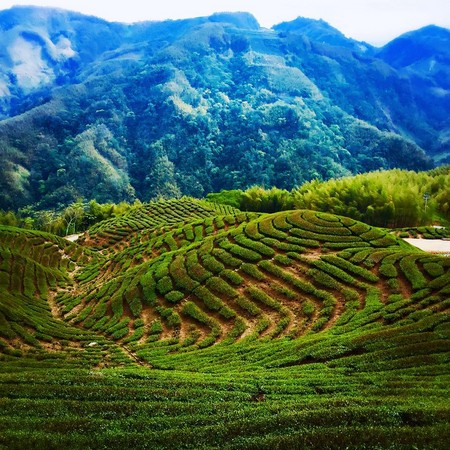 ▲南投竹山八卦茶园。(图/网友selena_tai提供,请勿随意翻拍,以免侵权。)