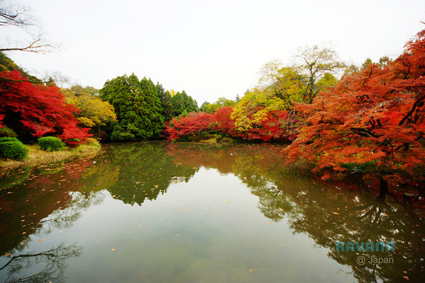 ▲京都府立植物园。（图／卡瓦纳提供）