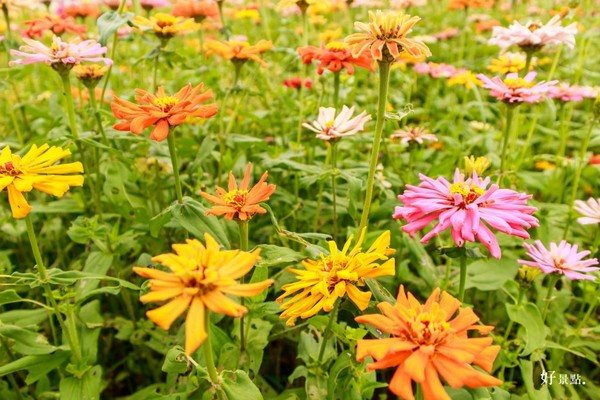▲新社花海。(图/好景点提供)