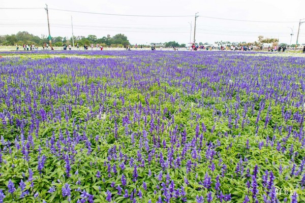 ▲新社花海。(图/好景点提供)
