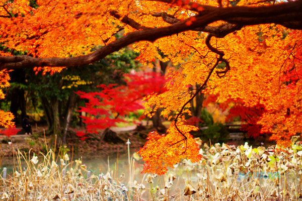 ▲京都府立植物园。（图／卡瓦纳提供）