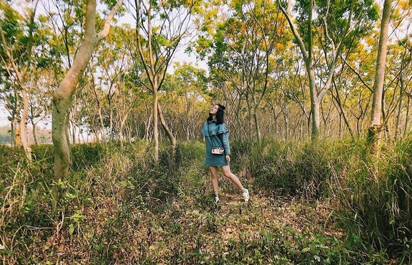 ▲台中后里“龙猫隧道”（图／网友hsin_ying_chou、piue08、benny860565提供，请勿随意翻拍，以免侵权。）