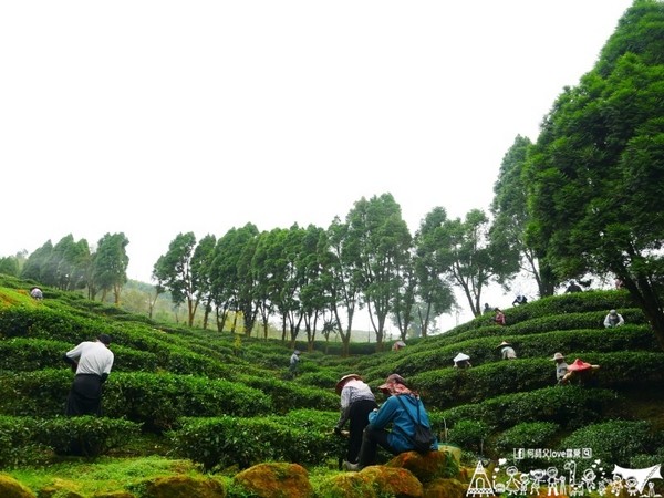 ▲南投鹿谷乡溪头宏亿茶园景观露营地。(图/何师父提供)
