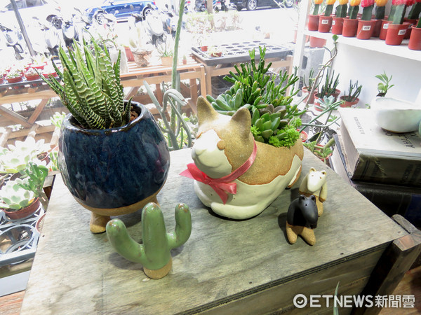 ▲多肉植物。（图／实习记者张舒芸摄）