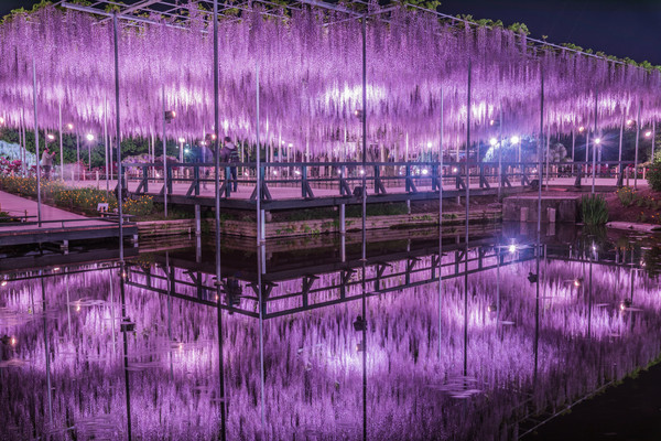 ▲足利花卉公园紫藤花。（图／足利花卉公园提供）