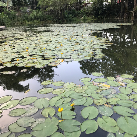 ▲花莲马太鞍湿地生态园区。(图/网友提供,请勿随意翻拍,以免侵权。)
