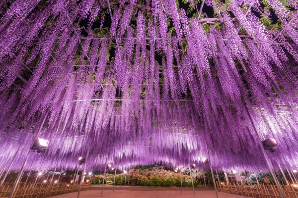 ▲足利花卉公园紫藤花。（图／足利花卉公园提供）