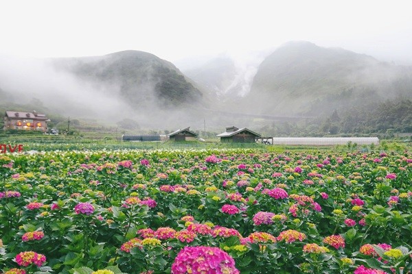 阳明山绣球花(图/台北市政府提供)