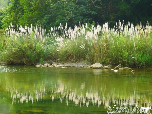 ▲苗栗大坪左岸亲子露营地。(图/何师父提供)
