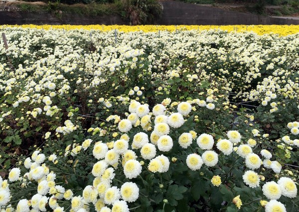 ▲苗栗铜锣杭菊芋头节。（图／取自花现铜锣粉丝专页）