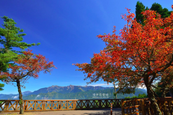 ▲阿里山樱花红叶。（图／翻摄自《漫步在云端的阿里山》脸书）