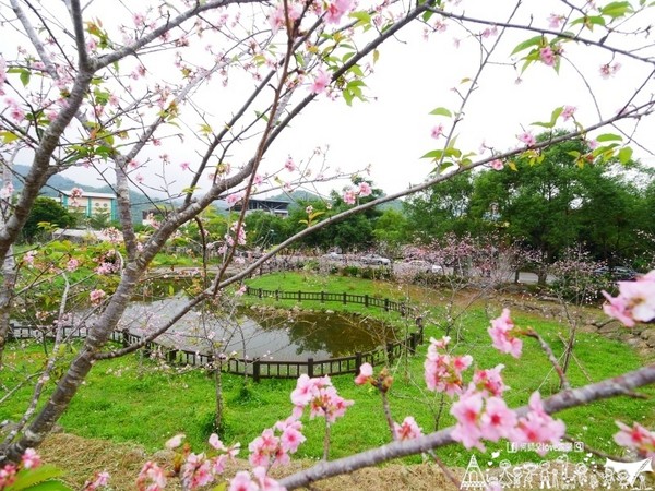 ▲南投鹿谷乡溪头宏亿茶园景观露营地。(图/何师父提供)