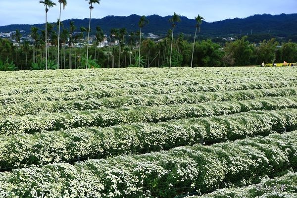▲苗栗铜锣2017九湖村杭菊花海。(图/网友可人之家提供,请勿任意翻摄以免侵权)http://cmeyy.com/blog