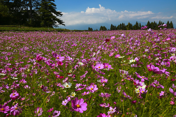 ▲%?福寿山农场、波斯菊。(图/记者黄克翔摄)