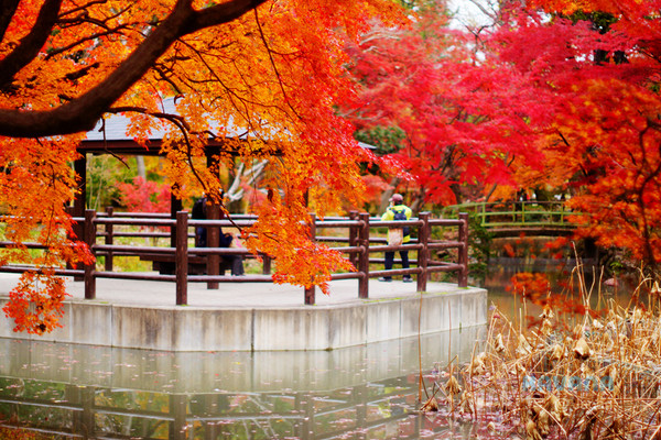 ▲京都府立植物园。（图／卡瓦纳提供）