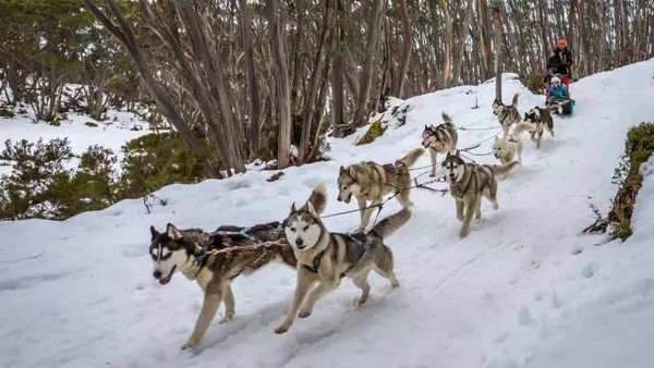▲墨尔本滑雪场。(图/维多利亚旅游局提供)