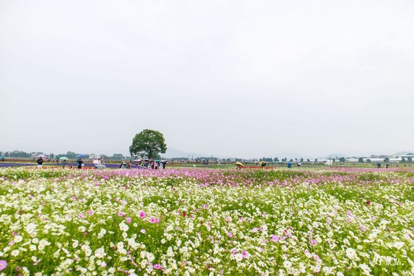 ▲新社花海。(图/好景点提供)