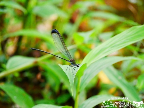 ▲南投幸福城堡亲子露营地。(图/何师父提供)