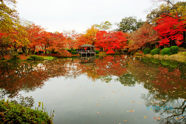 ▲京都府立植物园。（图／卡瓦纳提供）