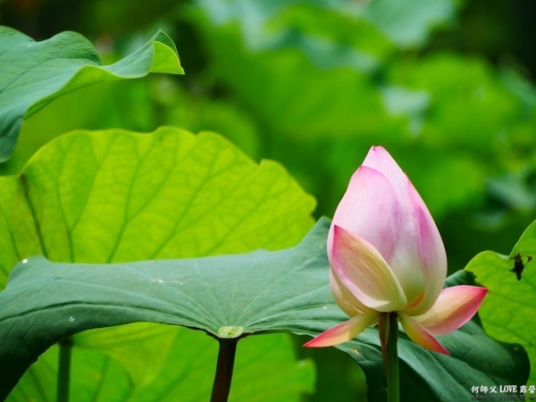 ▲森林蜂味亲子露营地（图／何师父提供）