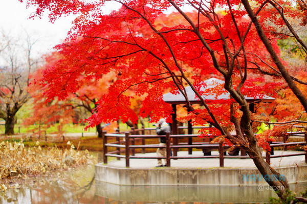 ▲京都府立植物园。（图／卡瓦纳提供）