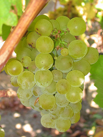 片来源:维基百科http://zh.m.wikipedia.org/zh-tw/白苏维翁#/media/File:Sauvignon_blanc_grapes.jpg