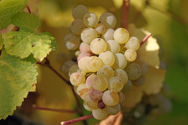 图片来源:维基百科http://zh.m.wikipedia.org/zh-tw/雷司令#/media/File:Riesling_grapes_leaves.jpg