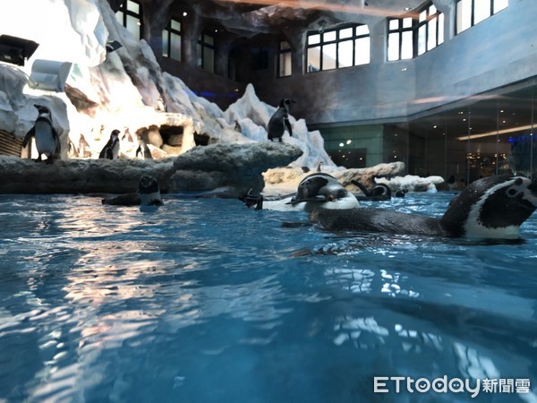 ▲长隆珠海海洋王国企鹅酒店。(图/记者陈涵茵摄)