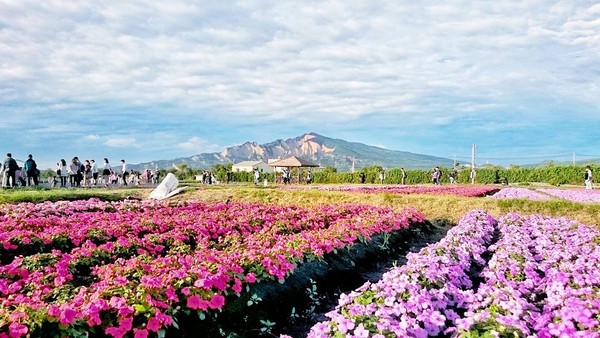 ▲中社观光花市。(图/网友提供,请勿随意翻拍,以免侵权)