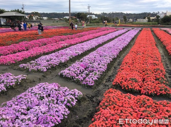 ▲%继ㄖ泻罄铮?017中社观光花市。花海(图/记者陈世昌摄)