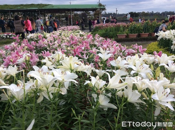 ▲%继ㄖ泻罄铮?017中社观光花市。花海,百合花(图/记者陈世昌摄)