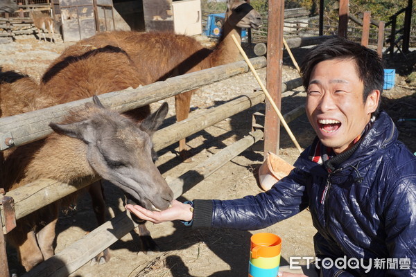 ▲群马野生动物园“叉肉喂狮子” 舌头都要伸进铁窗了!。(图/记者严云岑摄)
