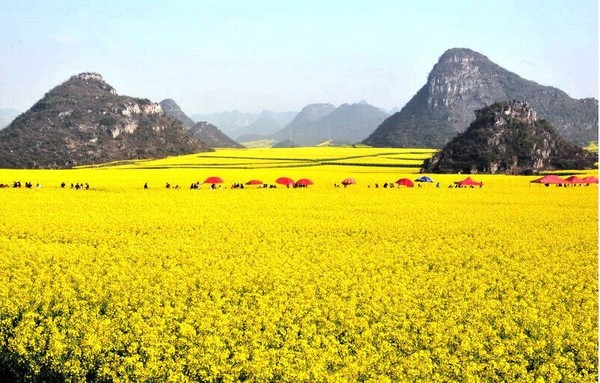 ▲中国五大油菜花海。（图／喜鸿旅行社、shutterstock提供）