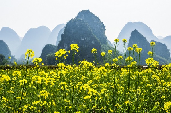 ▲中国五大油菜花海。（图／喜鸿旅行社、shutterstock提供）