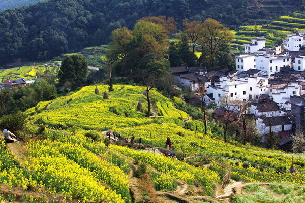 ▲中国五大油菜花海。（图／喜鸿旅行社、shutterstock提供）