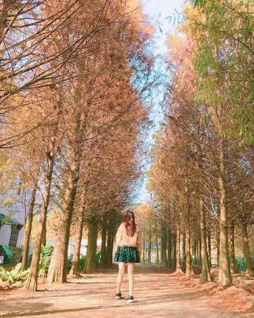 ▲九佃落羽松。(图/IG@yi_ju_68提供,请勿随意翻拍,以免侵权。)