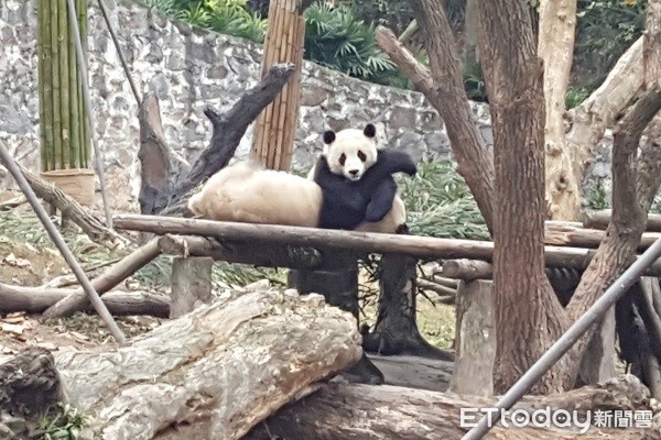 �Ĵ���è��԰����ͼ�����߻������㣩