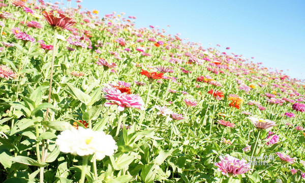 ▲关渡花海节花况更新。(图/Wenwen小姐和宝贝们提供)