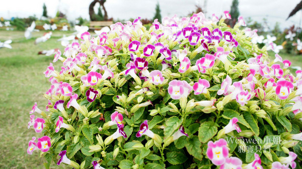 ▲关渡花海节花况更新。(图/Wenwen小姐和宝贝们提供)